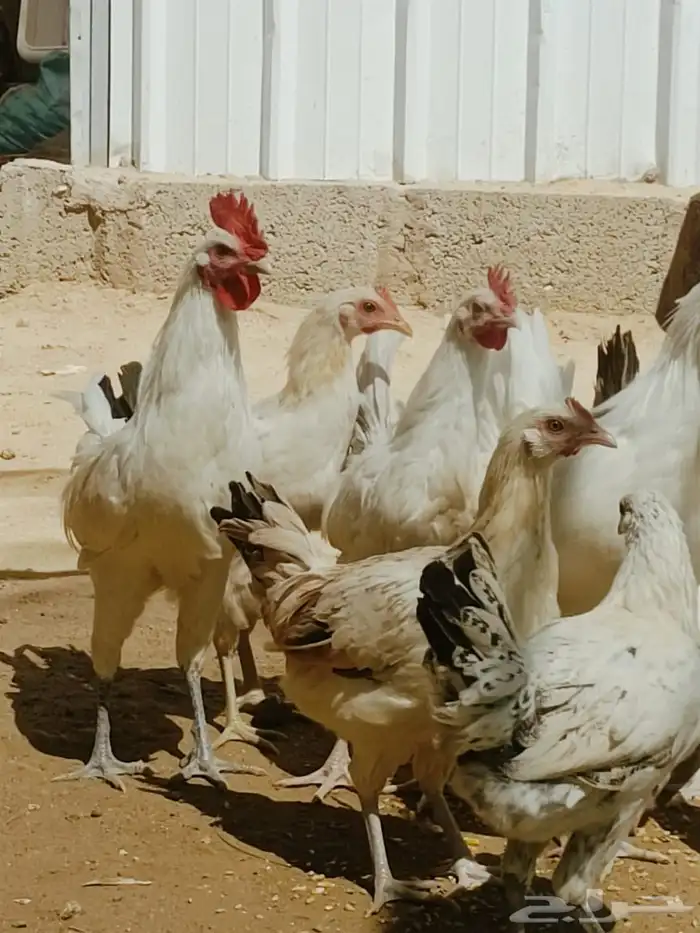 دجاج بلدي للبيع 3