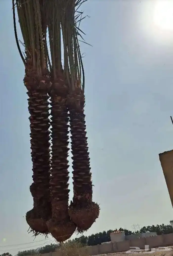 انخل للبيع 13