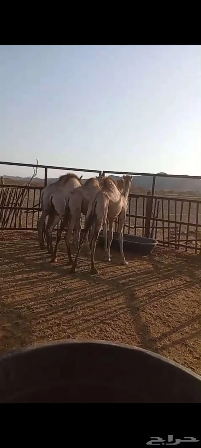 قعدان أوارك مفاريد سمان 2