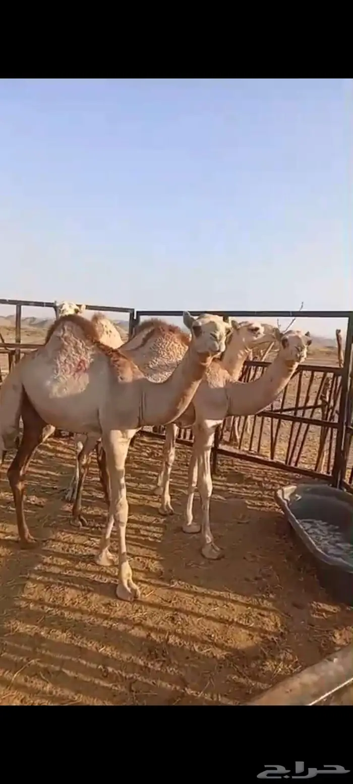 قعدان أوارك مفاريد سمان 0