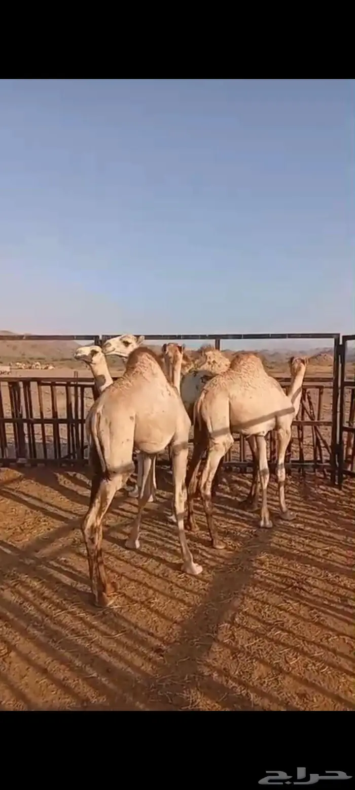 قعدان أوارك مفاريد سمان 1