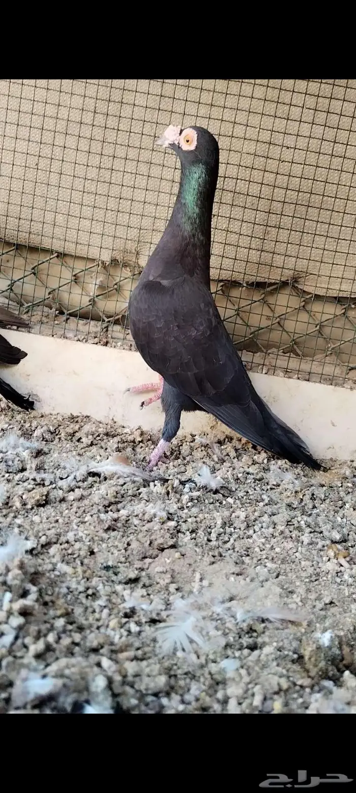 للبيع جوز كارير 2