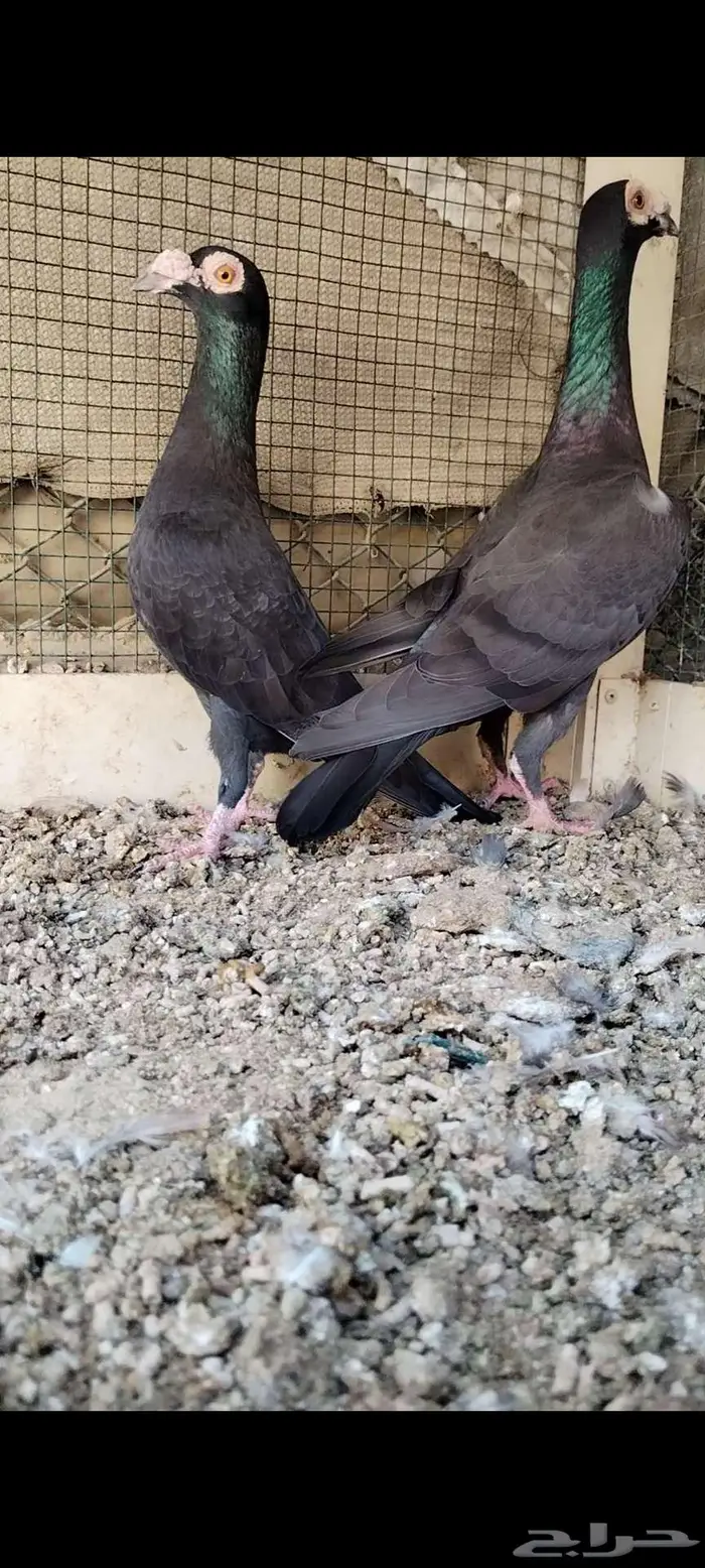للبيع جوز كارير 0