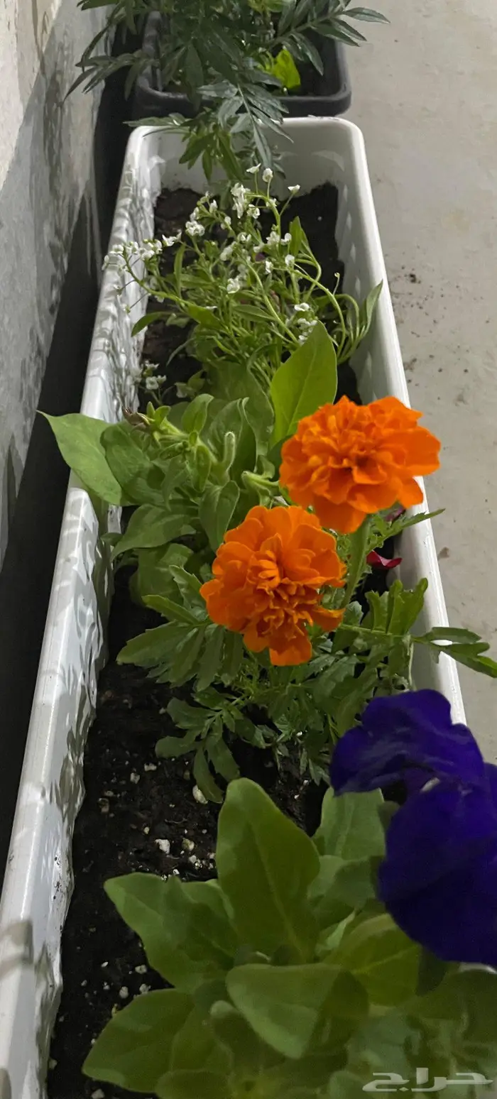 احواض زهور للبيع 3