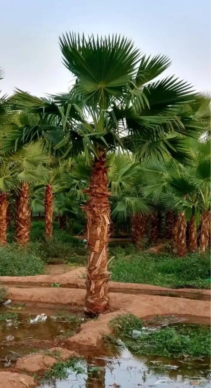 نخل واشنطني للبيع 0