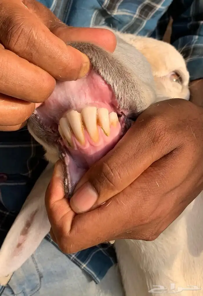 فحل سديس مشروط قريع ومالطيه 1