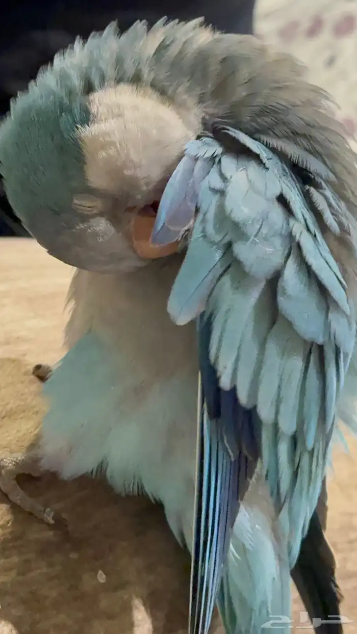 ببغاء كويكر 5