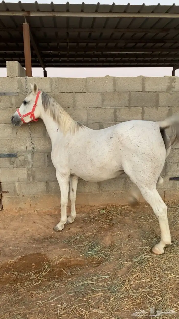 فرس شعبيه ومهرتها بالدوادمي 0