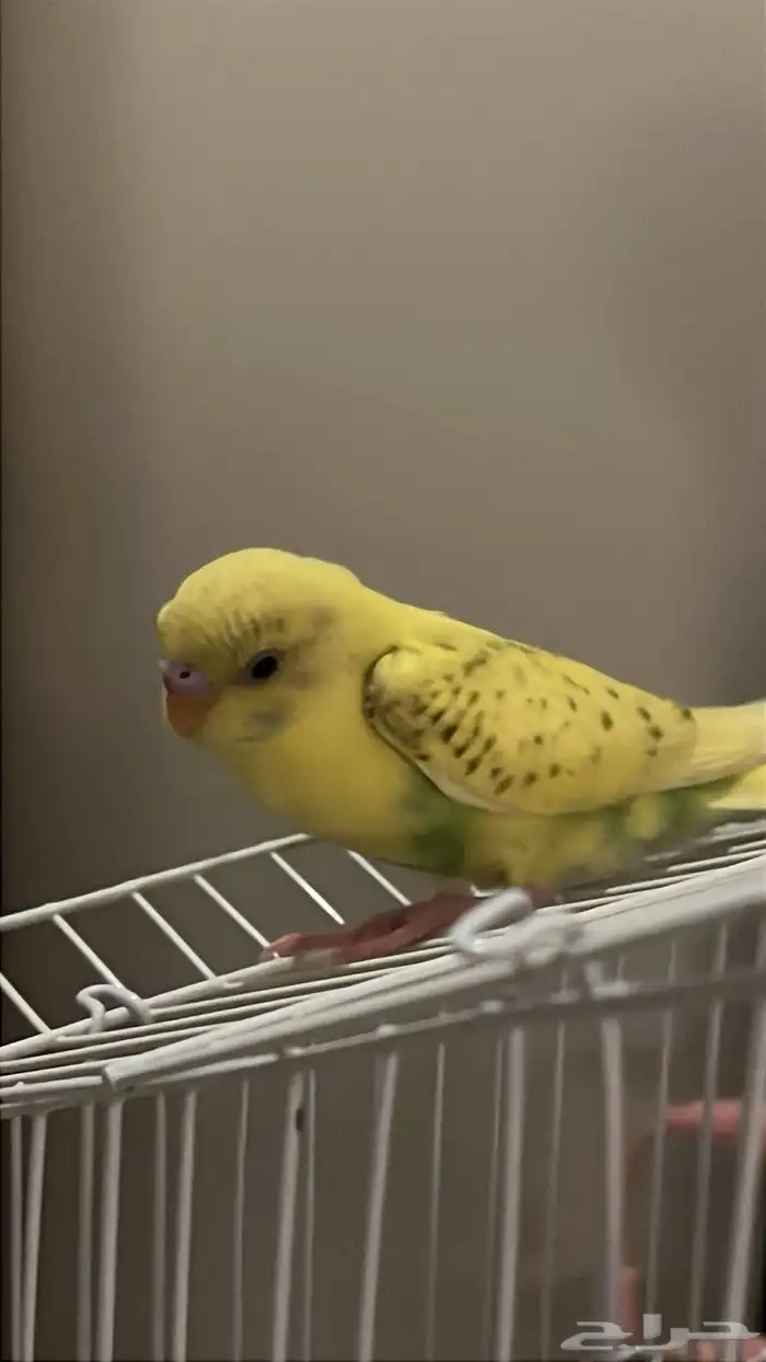 طيور بادجي 2