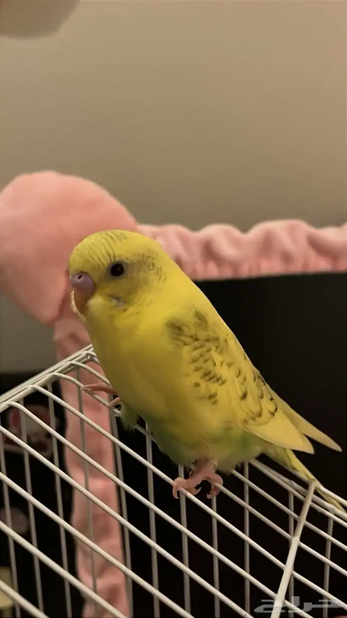 طيور بادجي 1