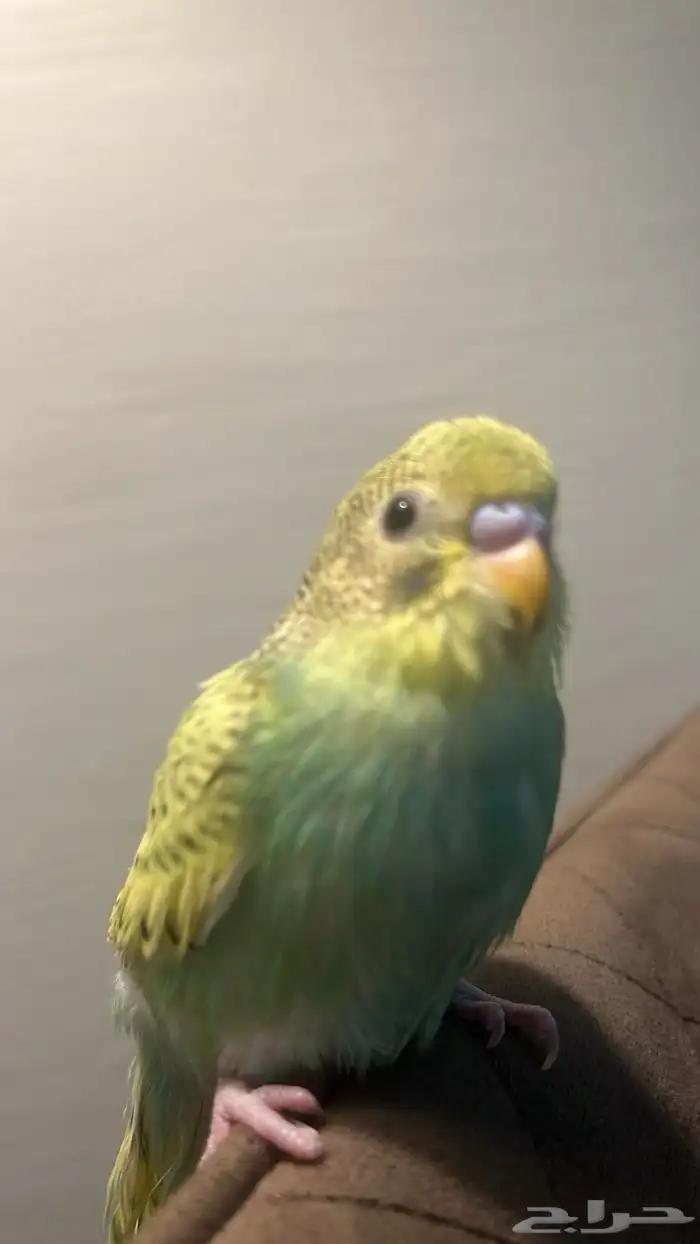 طيور بادجي 0