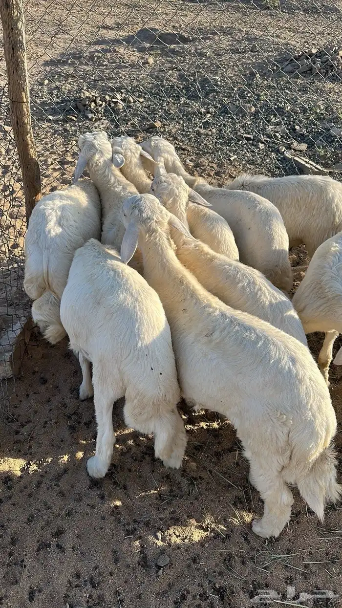 بهم كفو 2