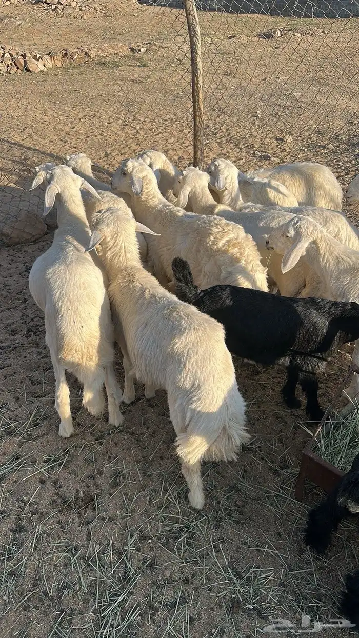 بهم كفو 1