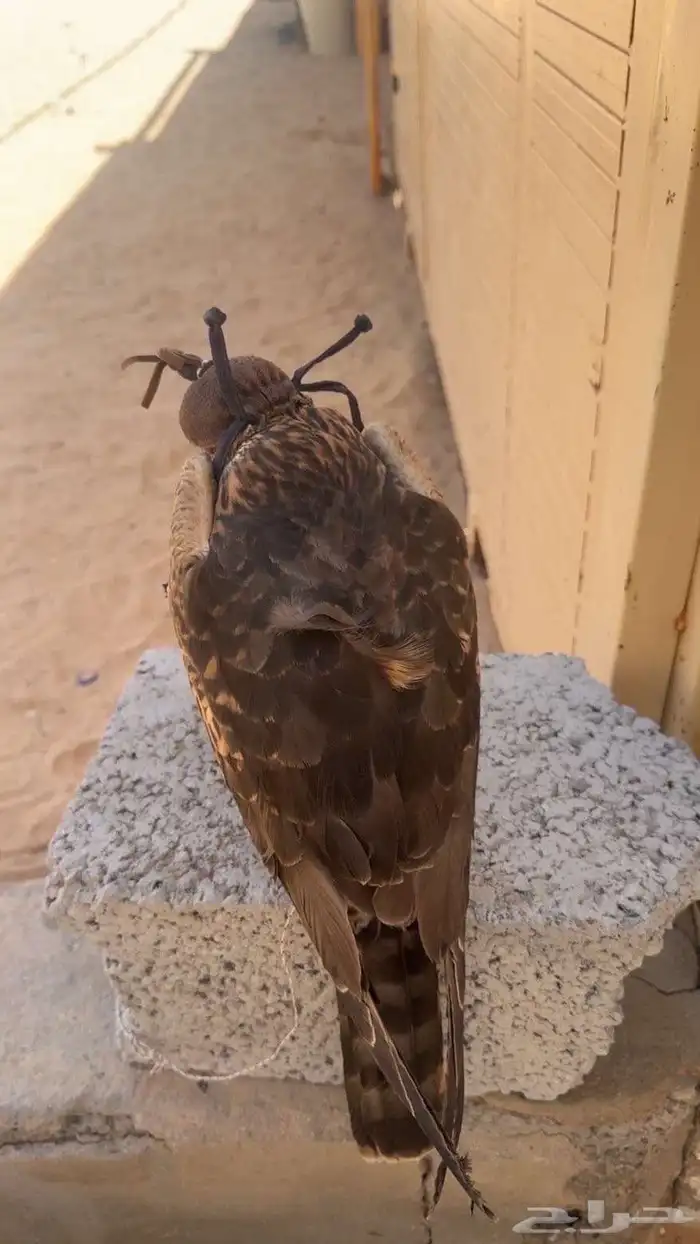 باز للبيع 0