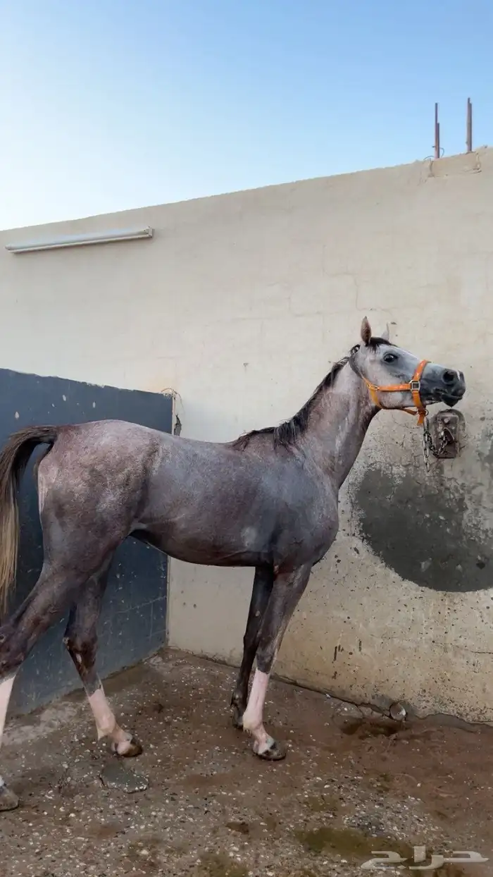 حصان شعبي شيخ حق شتويه تربيع سست سبوق طياره حارر 5