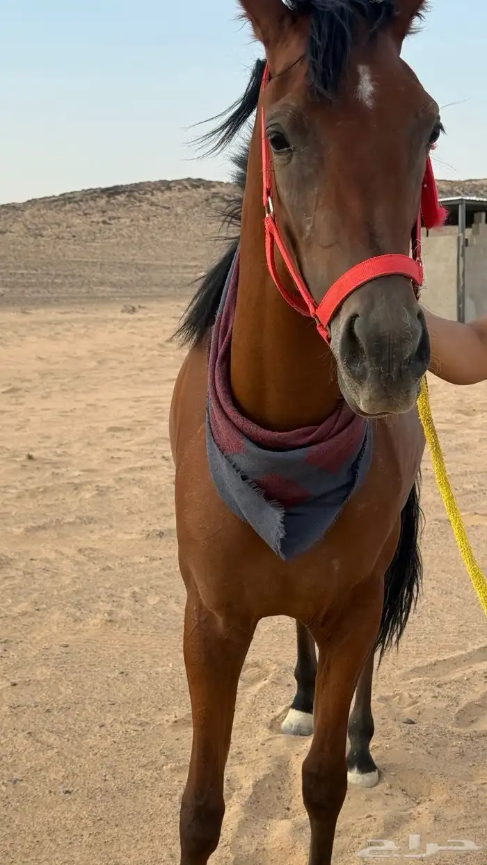 مهره في عفيف 1