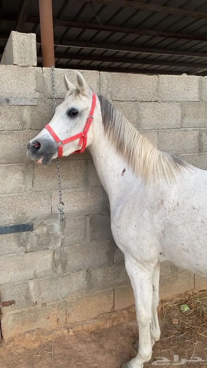 فرس شعبيه ومهرتها بالدوادمي 1