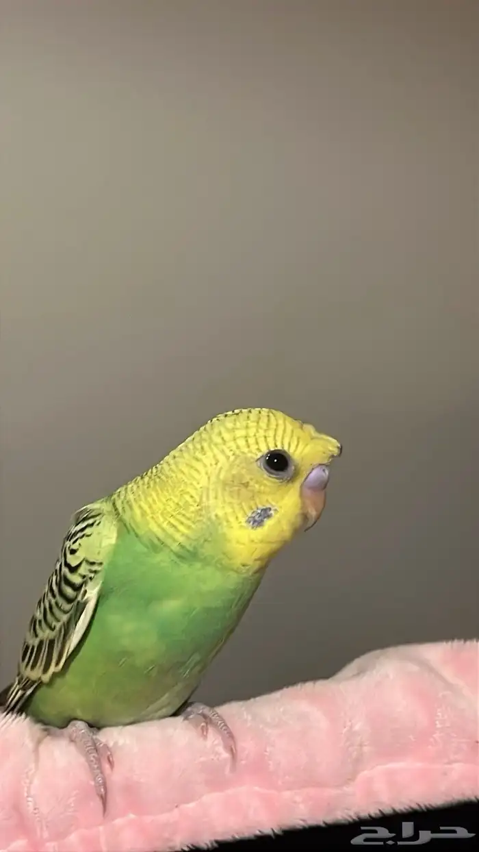 طيور بادجي 3