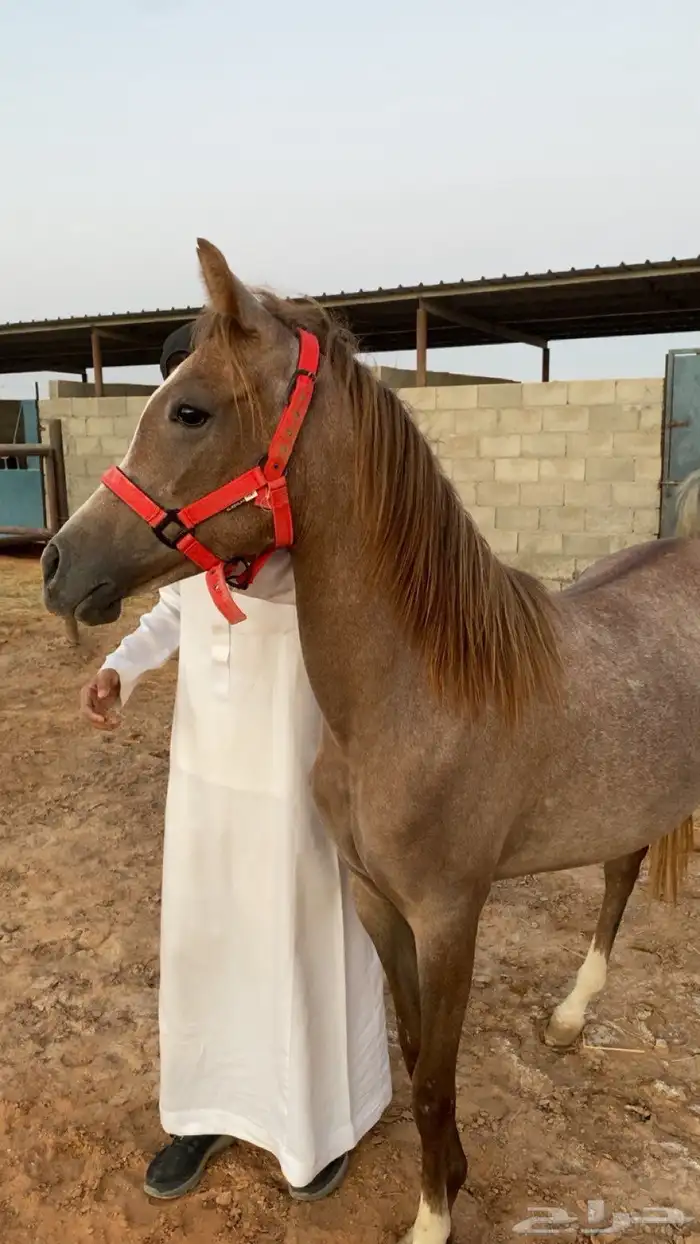 فرس شعبيه ومهرتها بالدوادمي 4