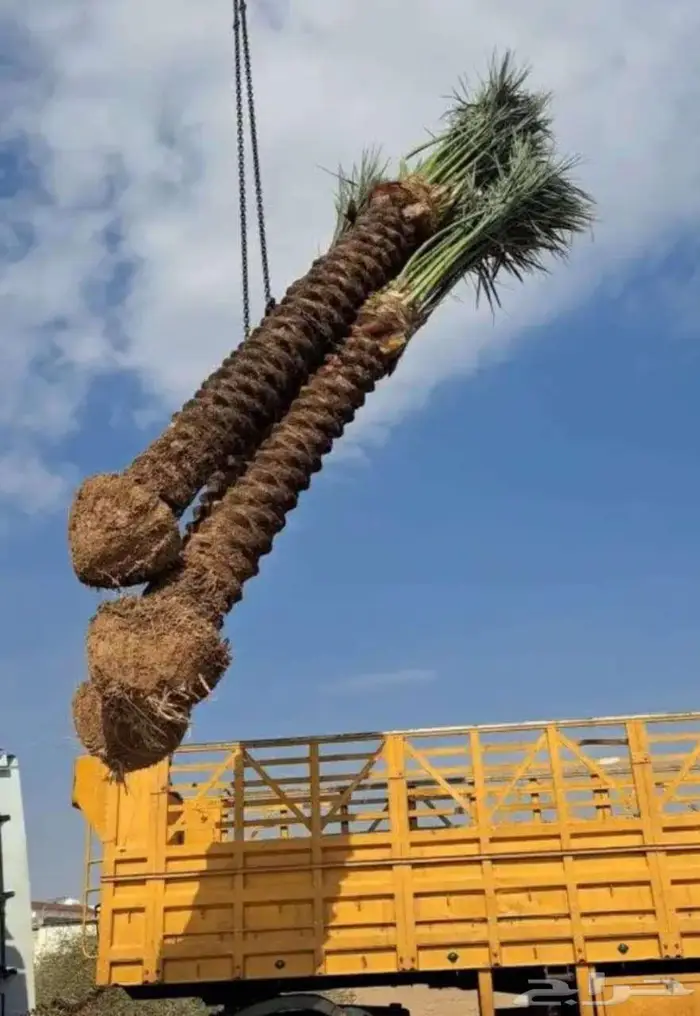 انخل للبيع 1