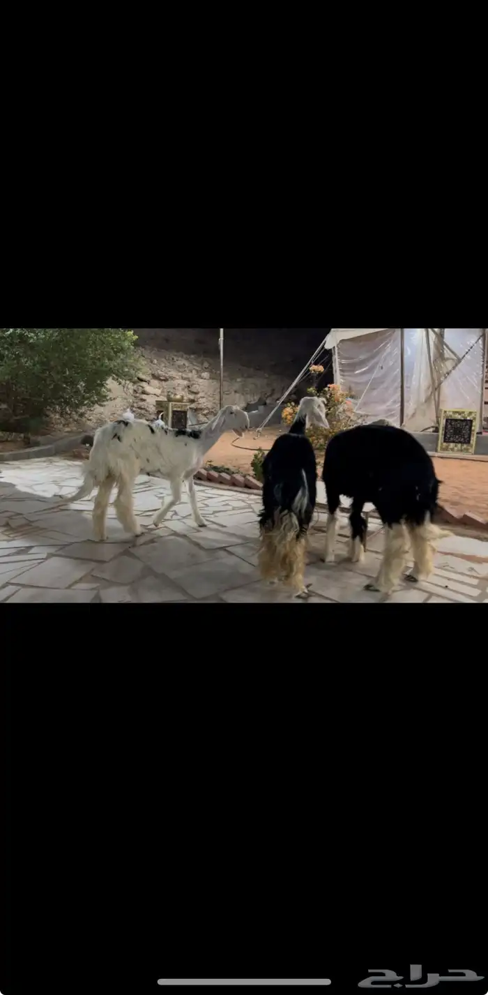 للبيع نجد صنف البيع مستعجل 3