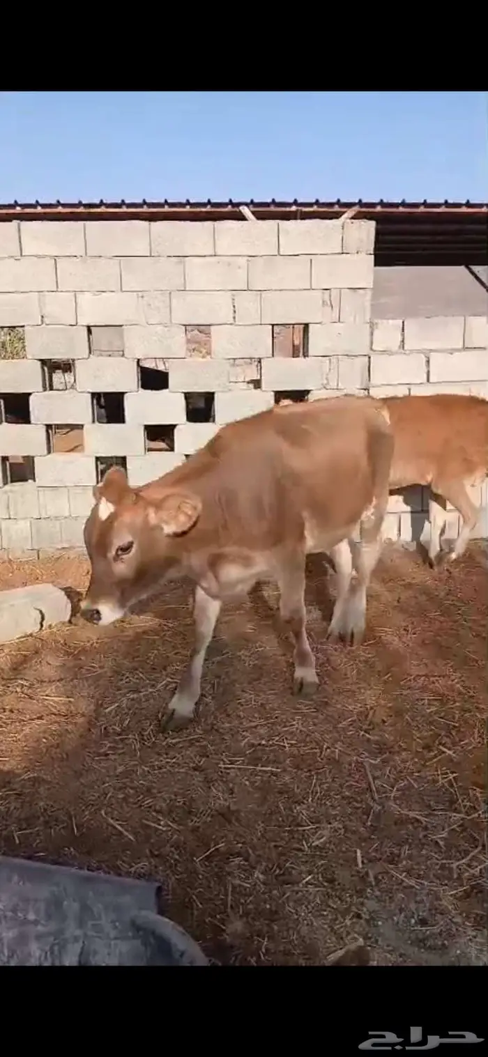بقر للبيع 0