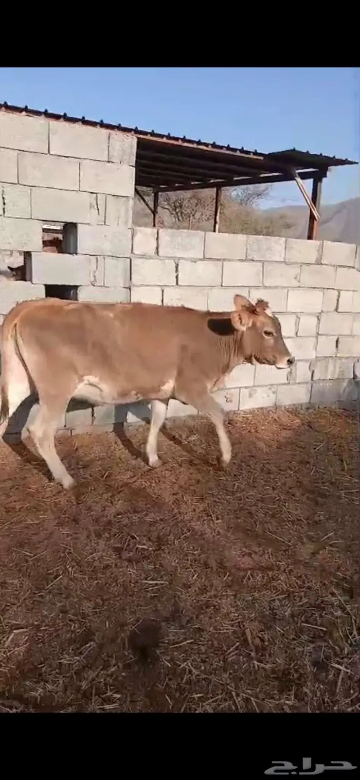 بقر للبيع 1