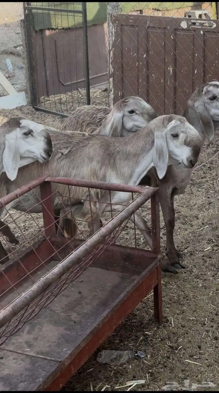 رخال سواكن بلدي درمنيات صنف بفحلها 1