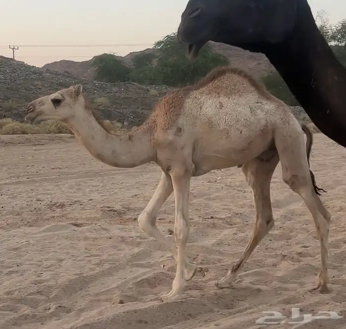 قعود قصب سمين 1