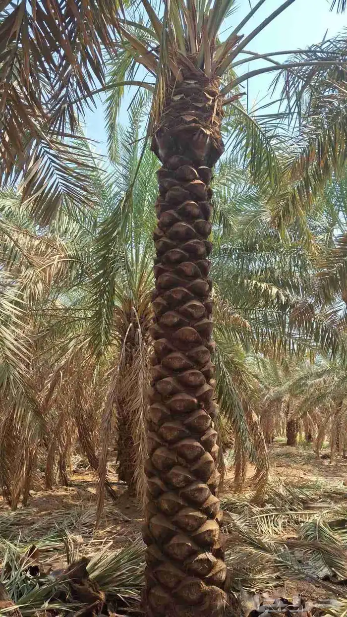 يوجد لدينا نخيل للبيع 4