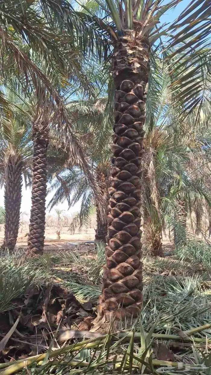 يوجد لدينا نخيل للبيع 1
