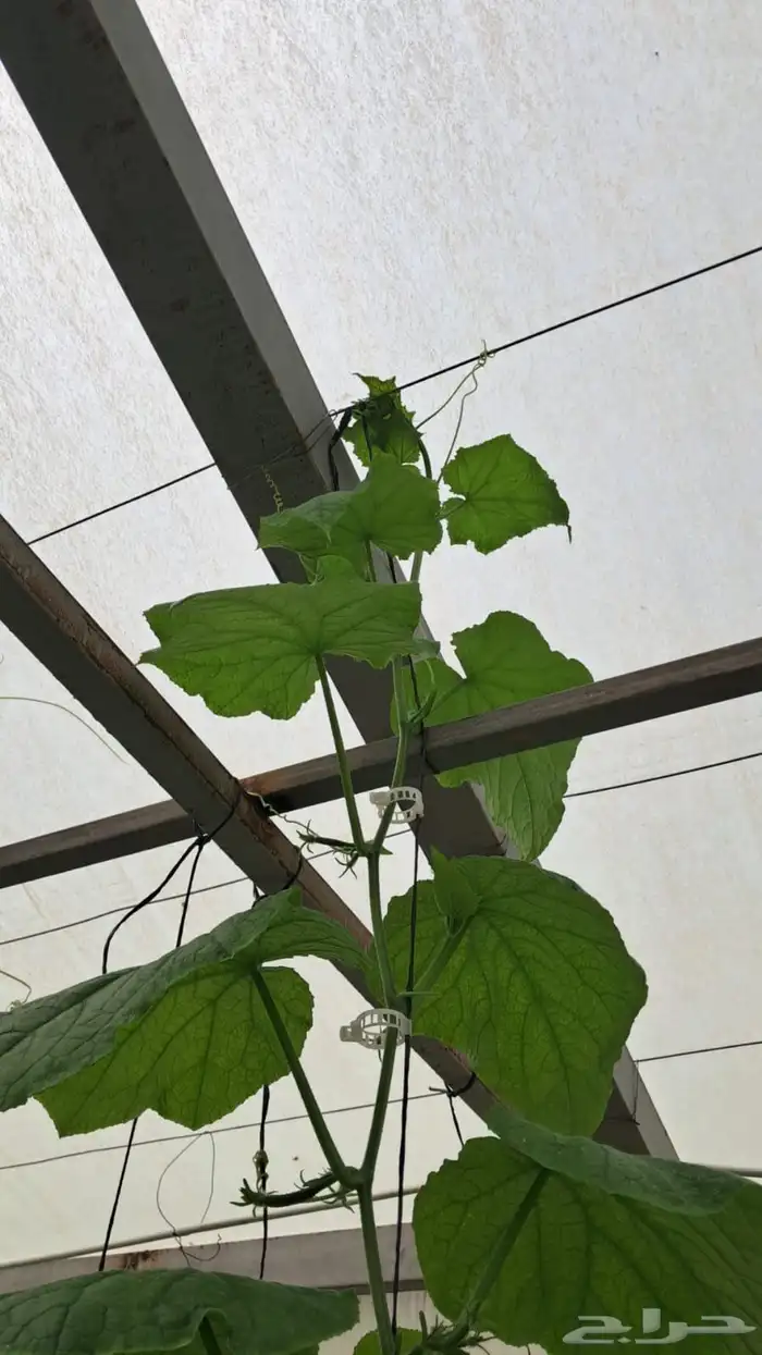 شركة ركن الفلاحة التجارية لجميع خدمات الزراعة المائية 9