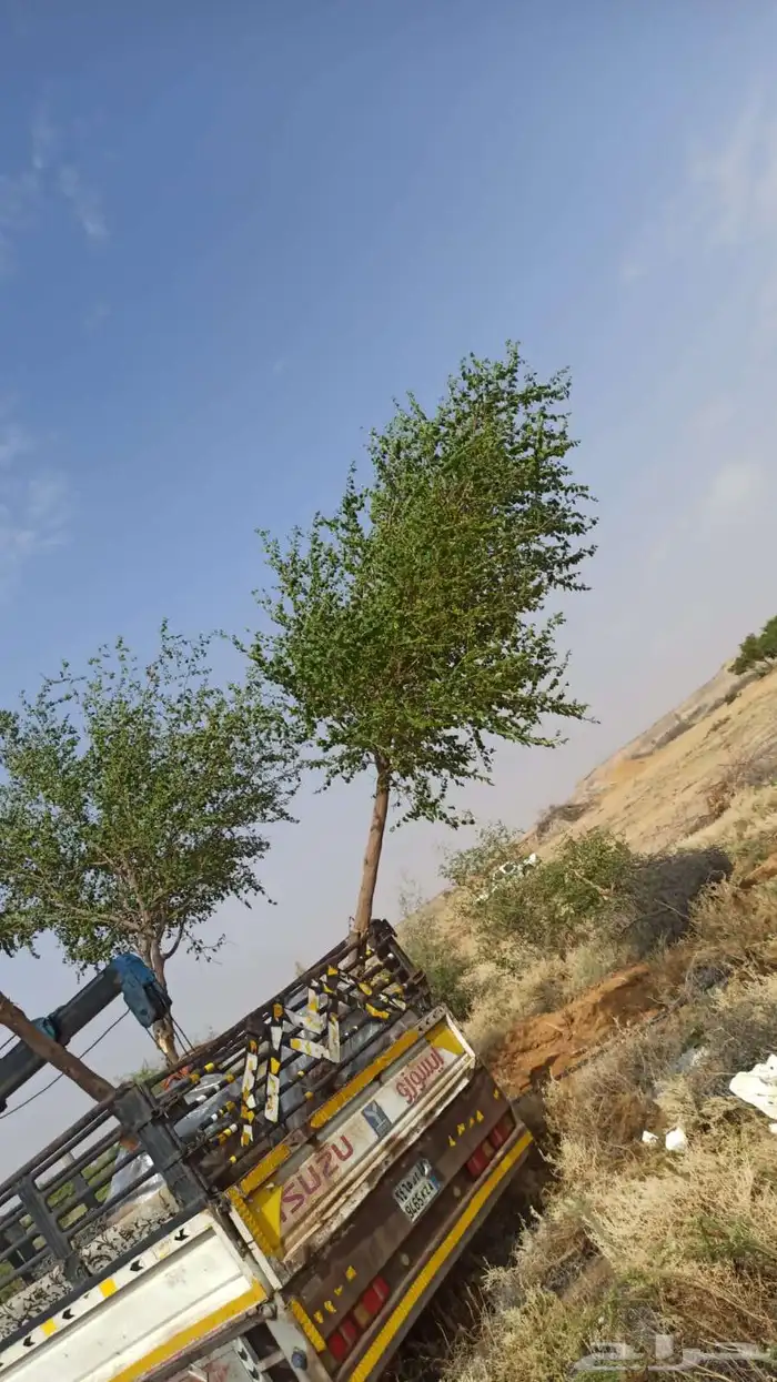 جميع انواع الاشجار 5