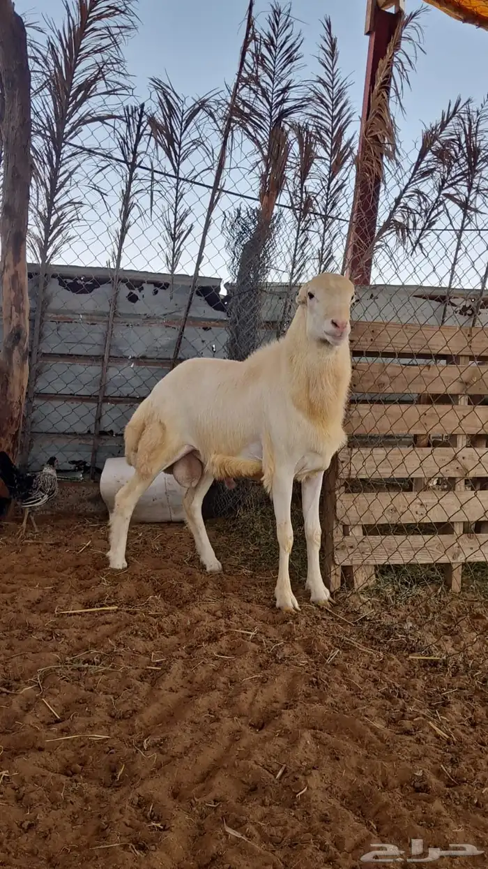 مشروع فحل خروف رفيدي 1