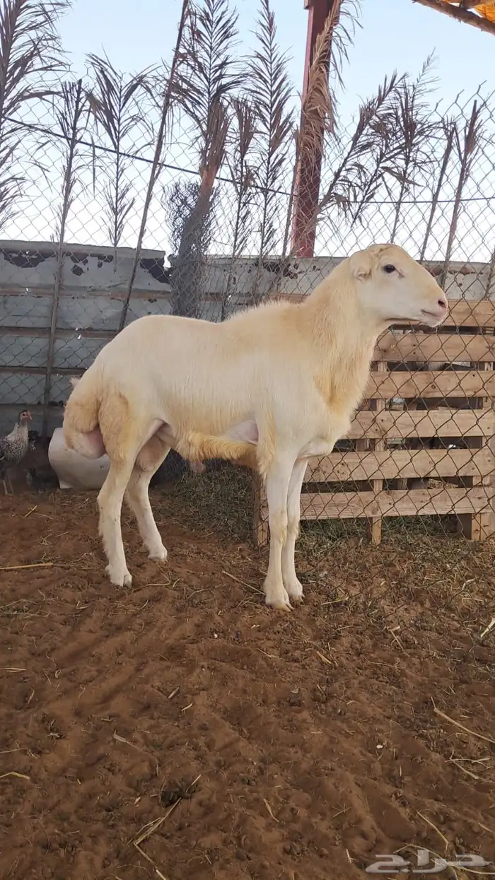 مشروع فحل خروف رفيدي 0