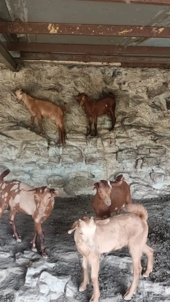 تيوس العمر شهر ونص العدد 5 1