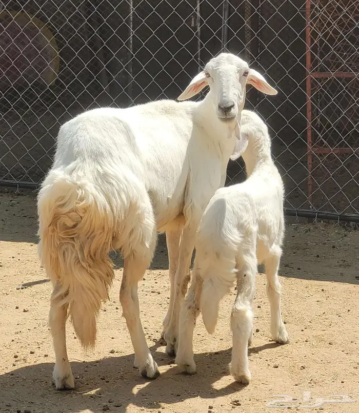 ثنيه والد للبيع 0
