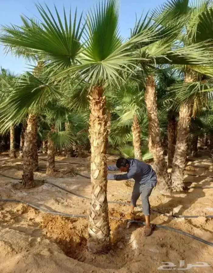 انخل للبيع 8