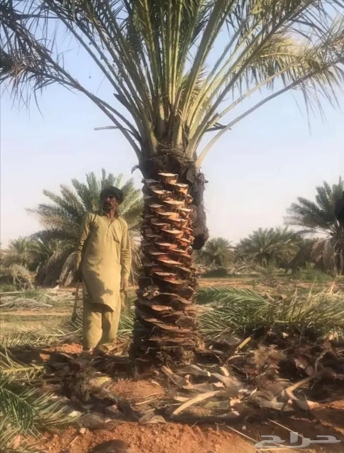 نخل للبيع مثمرة 2