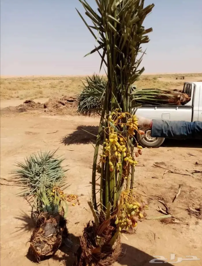 نخل للبيع مثمرة 4