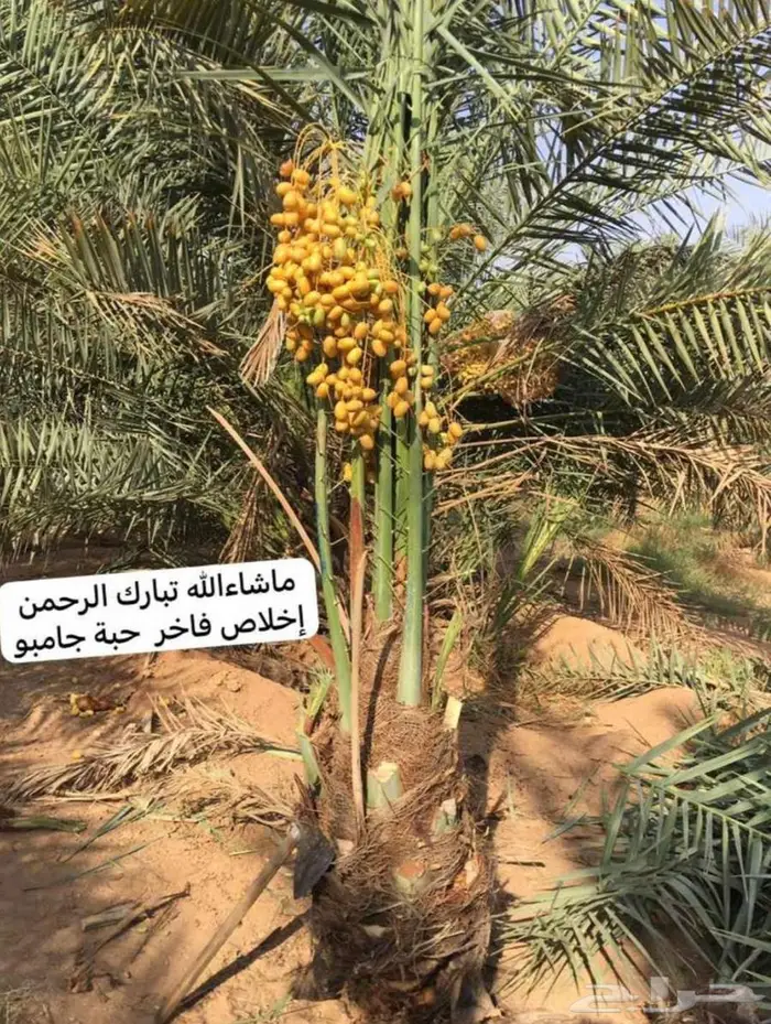 نخل للبيع مثمرة 1