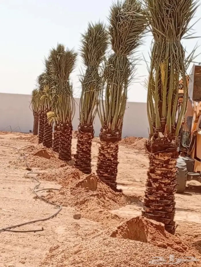 انخل للبيع 3