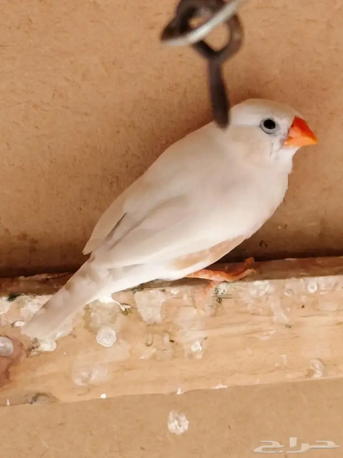 ذكر زيبرا البينو 0