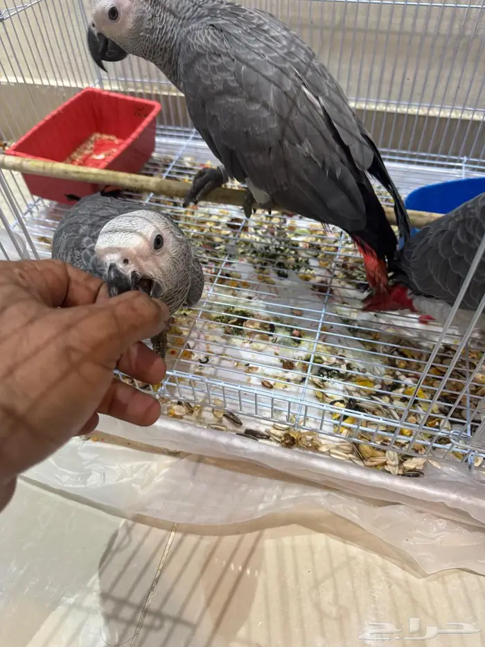 للبيع فروخ كاسكو هولندي 8
