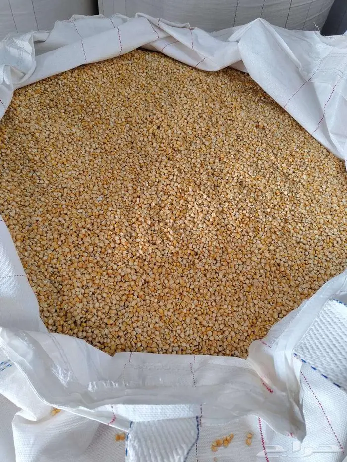 ذرة صفراء منقاة للبيع 0