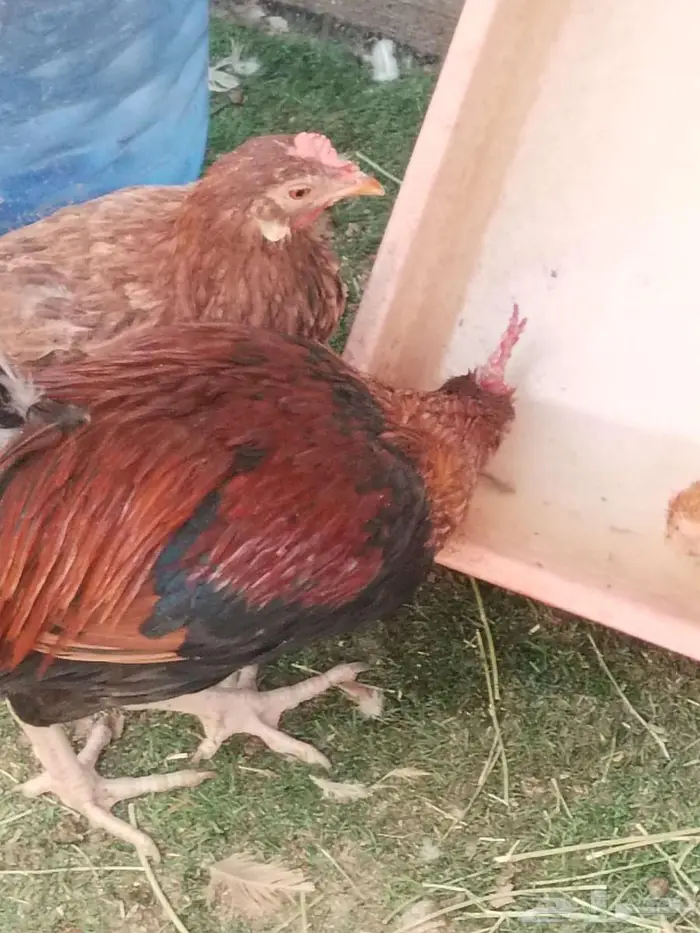 دجاج للبيع العدد تقريبا 20 الديوك 4 والباقي دجاج 5