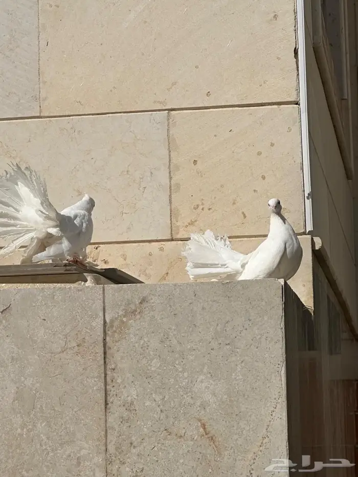حمام رقاص 0