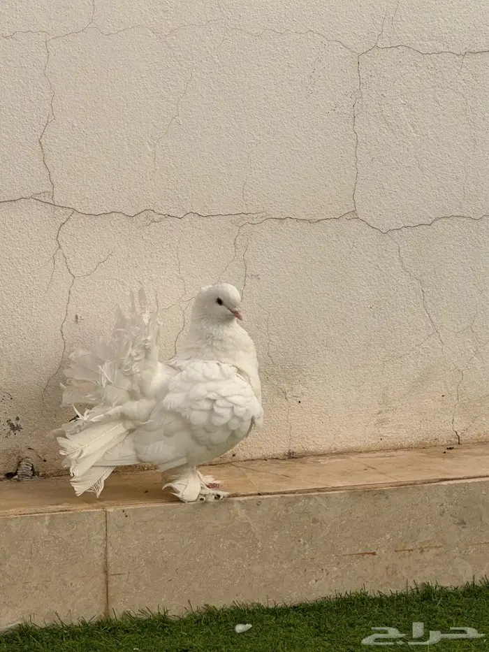 حمام رقاص 2