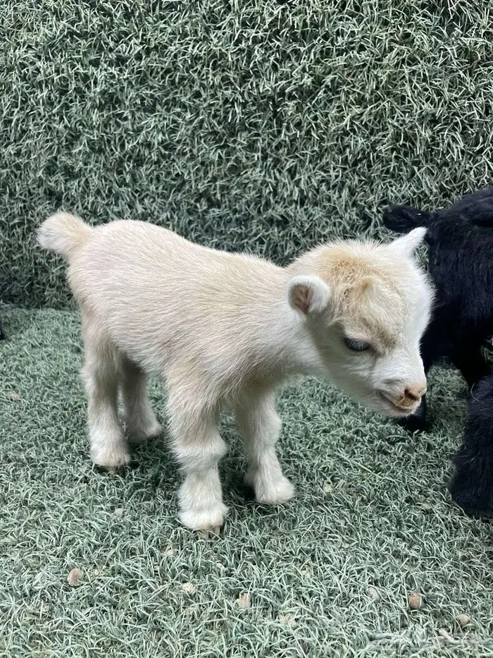 تتوفر تيوس الماعز القزم بيور للبيع تصلح لتربية البيوت 1