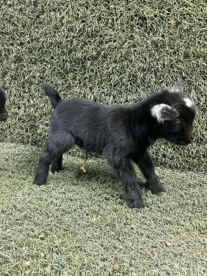 تتوفر تيوس الماعز القزم بيور للبيع تصلح لتربية البيوت 2